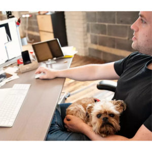 nestlé hungaria purina pets at work vegan summit